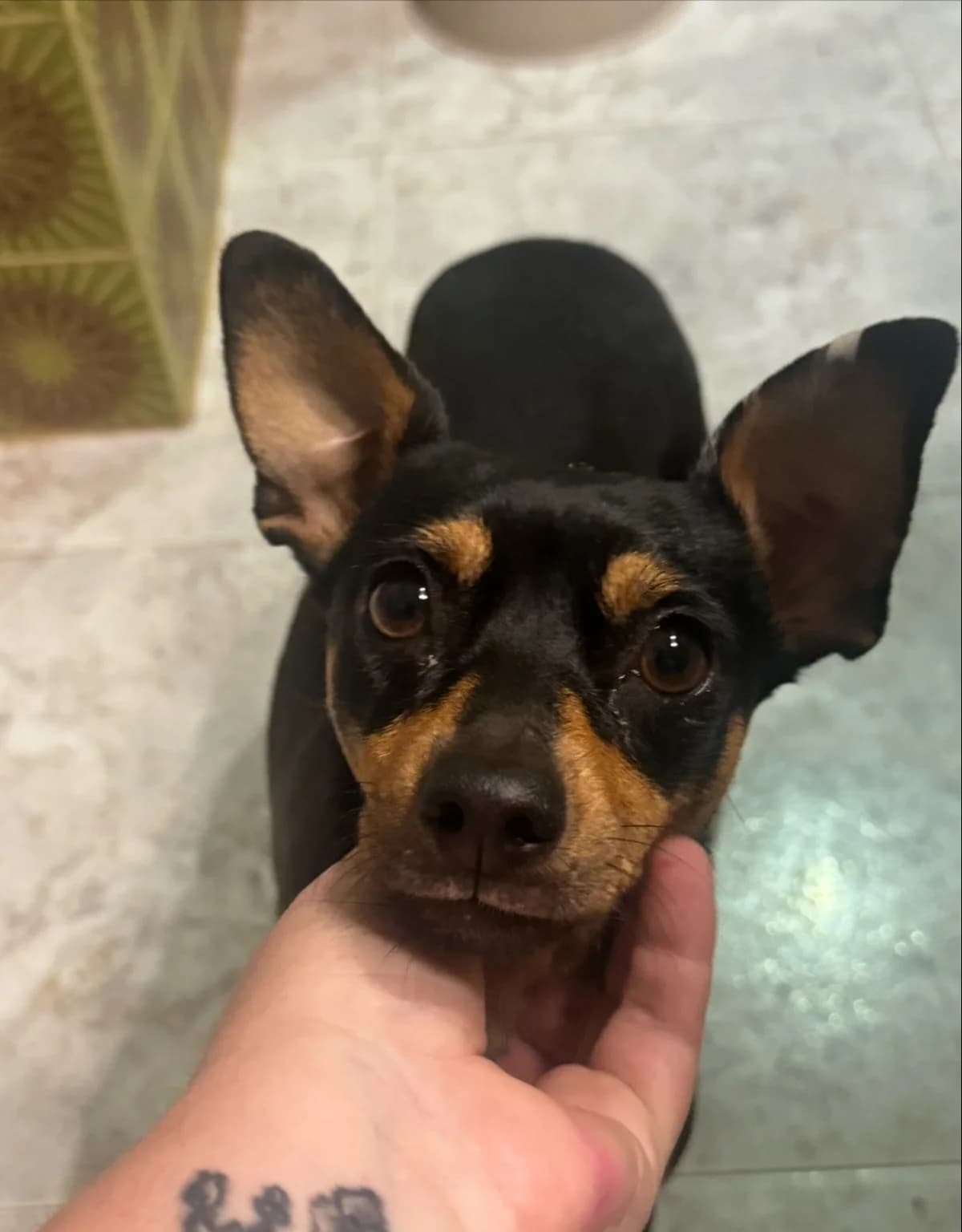 Yelena,  3yo Mixed Breed for adoption at El Refugio de Lluna