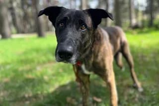 BAYO, male 3yo Mixed Breed for adoption at El Refugio Madrid, Madrid