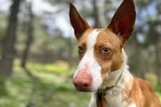 FABIO, male young Podenco for adoption at El Refugio Madrid, Madrid