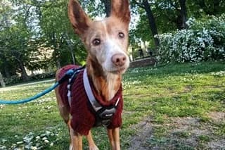 LEYLA, female senior mixed breed for adoption at El Refugio Madrid, Madrid