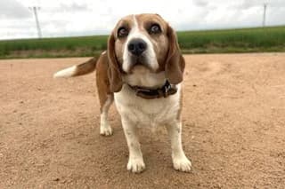 ODRY, female senior Beagle for adoption at El Refugio Madrid, Madrid