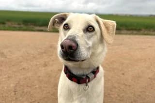 BLAS, male 3yo Mixed Breed for adoption at El Refugio Madrid, Madrid