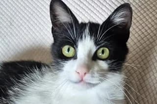 GATITA PRADI, female puppy European Shorthair for adoption at El Refugio Madrid, Madrid