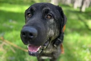 DOOKU, male young Mixed Breed for adoption at El Refugio Madrid, Madrid