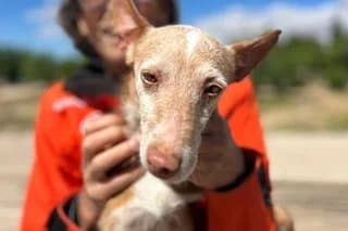 MARAVILLA, female 7yo mixed breed for adoption at El Refugio Madrid, Madrid