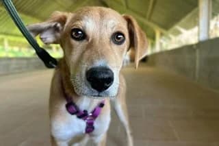 BASTILA, female puppy Mixed Breed for adoption at El Refugio Madrid, Madrid