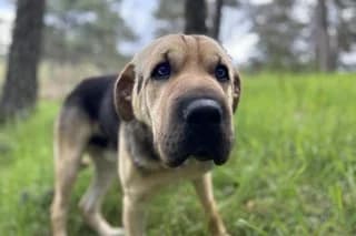 TADEO, male young Mixed Breed for adoption at El Refugio Madrid, Madrid