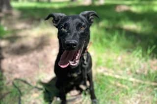 CUCURUCHO, male young Mixed Breed for adoption at El Refugio Madrid, Madrid