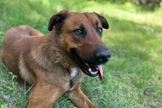 HORUS, Mixed Breed (El Refugio Madrid)