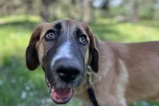 AFRODITA, Mixed Breed (El Refugio Madrid)
