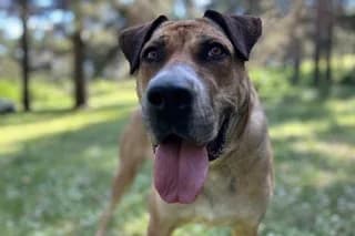 CANELA, Mixed Breed (El Refugio Madrid)