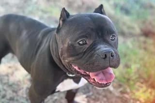 PANTERA, female senior American Bully for adoption at El Refugio Madrid, Madrid