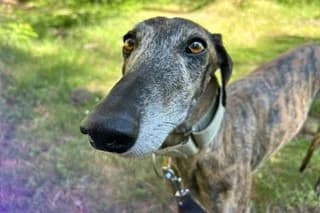 XIANA, female young mixed breed for adoption at El Refugio Madrid, Madrid