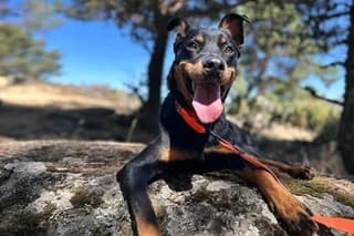 NIRA, female puppy Mixed Breed for adoption at El Refugio Madrid, Madrid