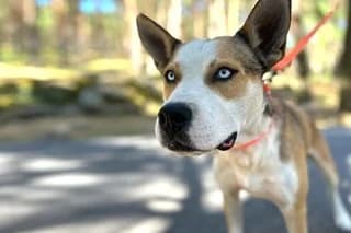 Warlok, male young Mixed Breed for adoption at El Refugio Madrid, Madrid