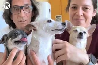 PERRITAS DAMARIS, TANA Y JANETTE, female 6yo Mixed Breed for adoption at El Refugio Madrid, Madrid