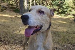AMAPOLA, female young Mixed Breed for adoption at El Refugio Madrid, Madrid
