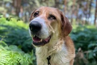 ZENDA, female 3yo Mixed Breed for adoption at El Refugio Madrid, Madrid