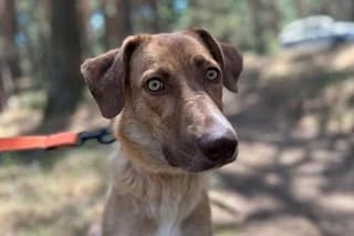 CLARA, female young Mixed Breed for adoption at El Refugio Madrid, Madrid