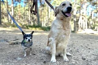 DALÍ Y PERRITA, female 7yo Golden Retriever for adoption at El Refugio Madrid, Madrid