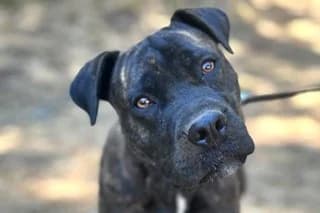 ARIEL, female young Mixed Breed for adoption at El Refugio Madrid, Madrid