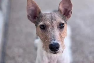 FOXI, female young mixed breed for adoption at El Refugio Madrid, Madrid