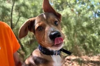 LUDOVICO, male puppy Mixed Breed for adoption at El Refugio Madrid, Madrid