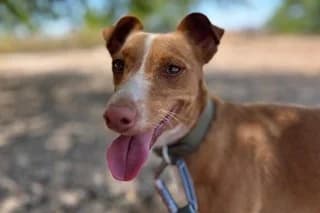ALFONSINA, female young mixed breed for adoption at El Refugio Madrid, Madrid