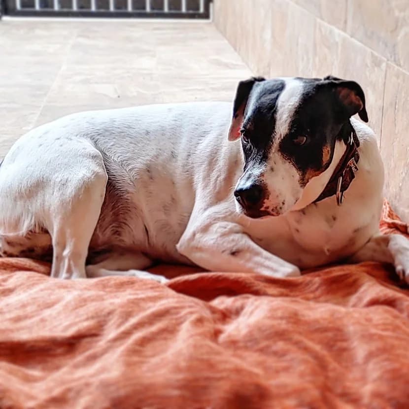 Rosie, female Mixed Breed for adoption at El Albergue — Adopción Animales Sevilla