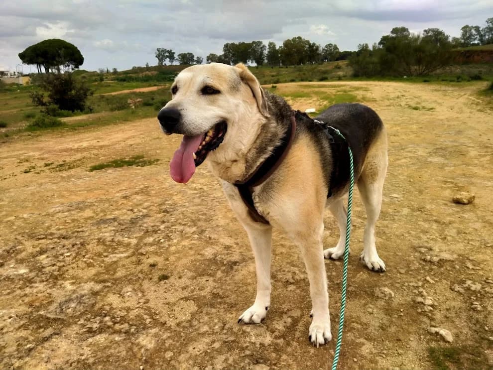 Haku,  Mixed Breed for adoption at El Albergue — Adopción Animales Sevilla
