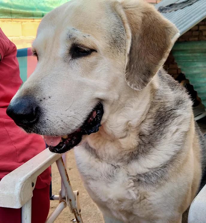 Haku, male senior Mixed Breed for adoption at El Albergue — Adopción Animales Sevilla