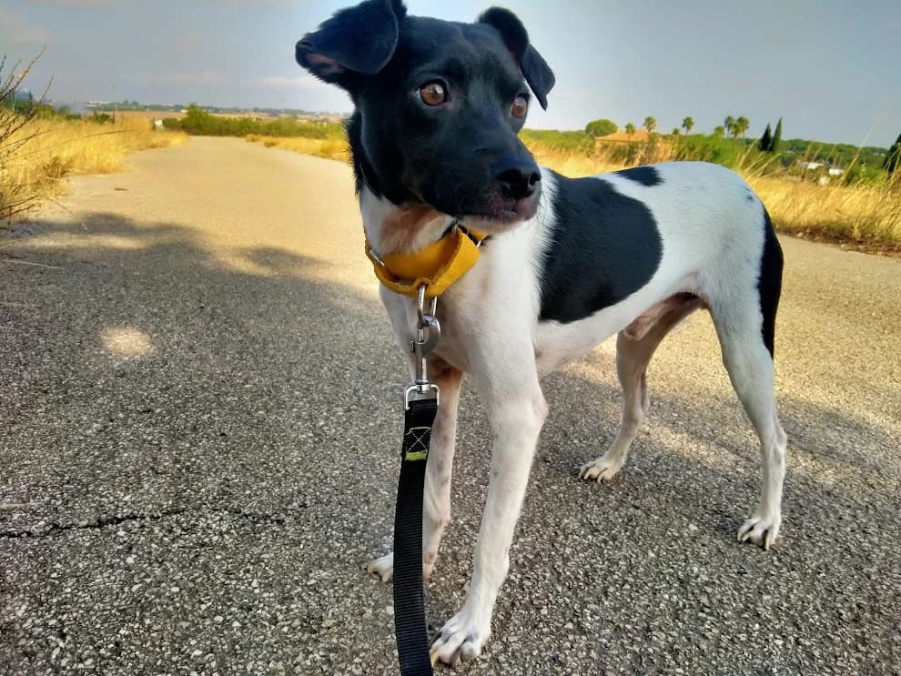 Apolo,  4yo Mixed Breed for adoption at El Albergue — Adopción Animales Sevilla