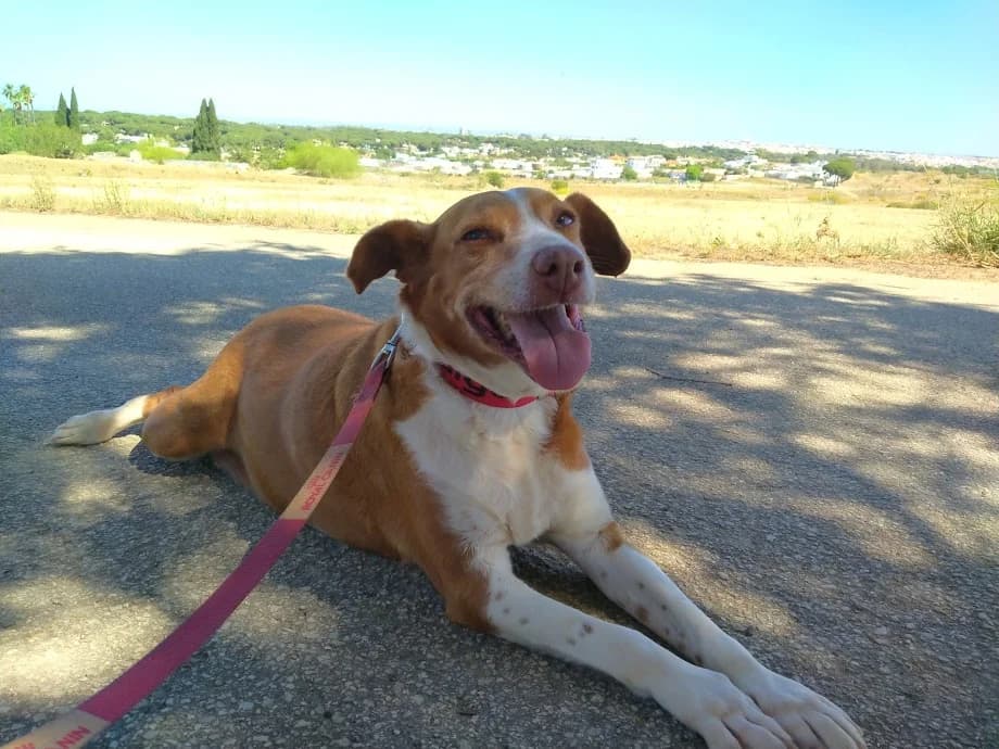 Maika. En acogida con otra protectora, female Mixed Breed for adoption at El Albergue — Adopción Animales Sevilla