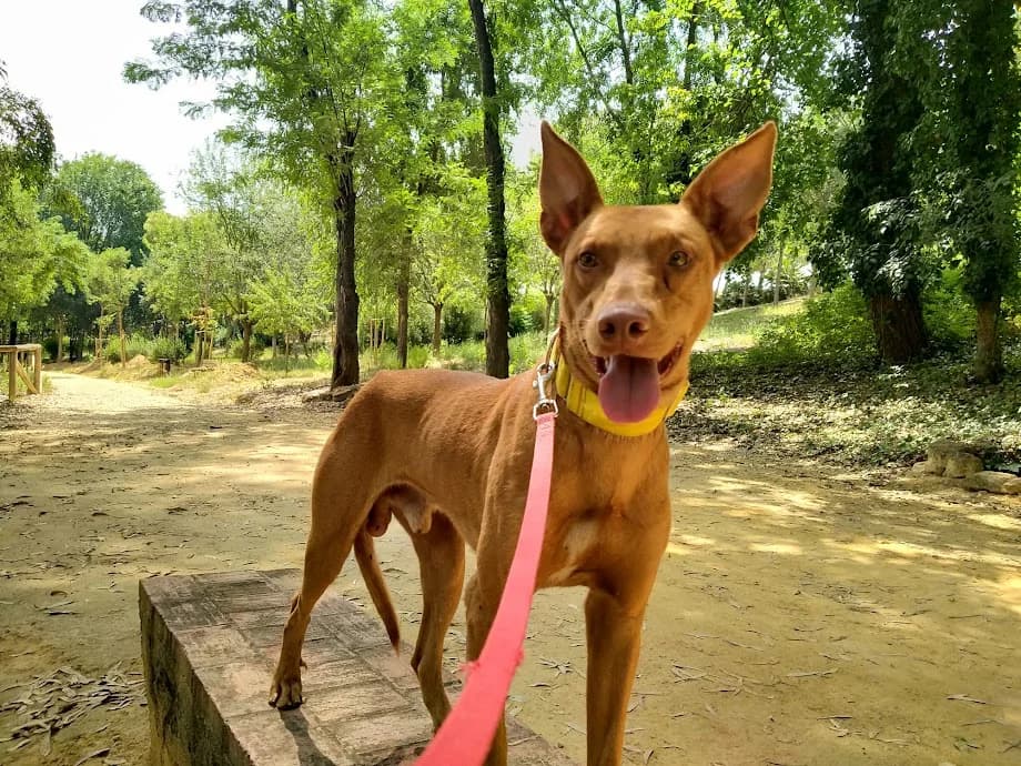 Elliot. En adopción con otra protectora, male young Mixed Breed for adoption at El Albergue — Adopción Animales Sevilla