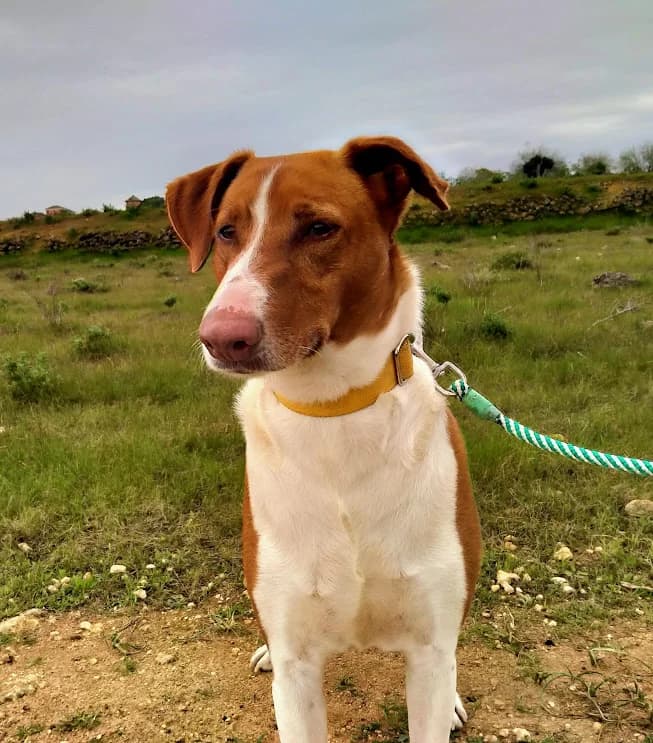 Moretto, male Podenco for adoption at El Albergue — Adopción Animales Sevilla