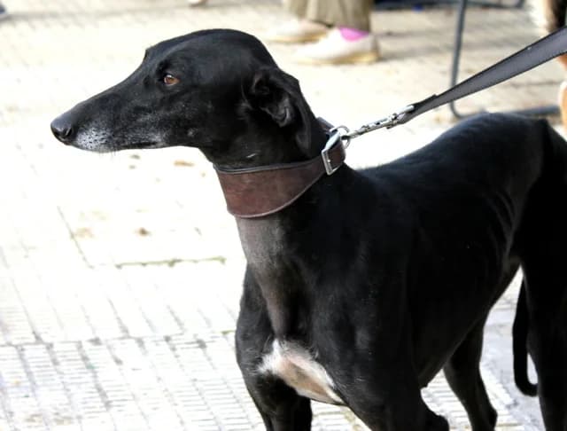 Tina, female senior Galgo Español for adoption at Asociación El Hocico