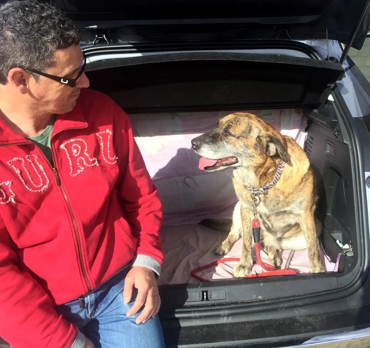 Doris,  7yo German Shepherd for adoption at Asociación El Hocico
