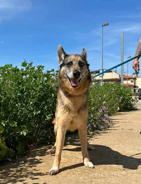 Bayron,  senior German Shepherd for adoption at Asociación El Hocico