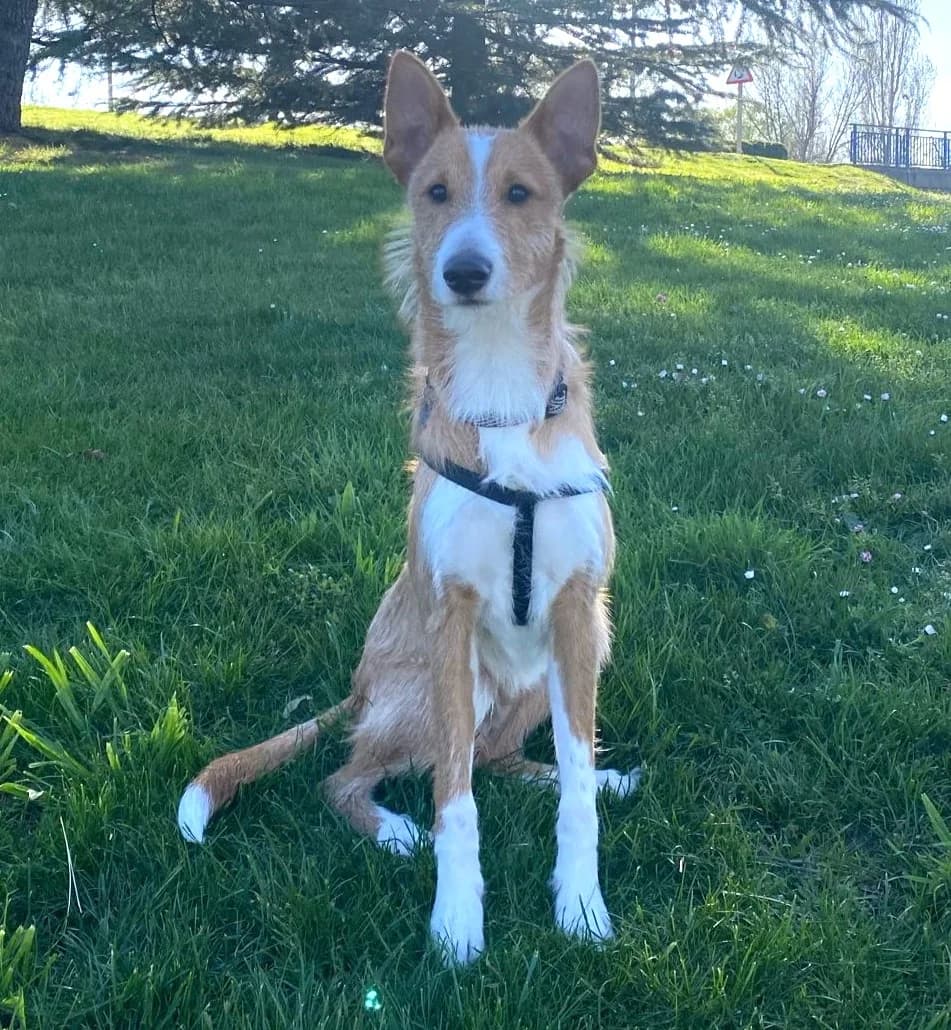 Horus,  Podenco for adoption at Asociación El Hocico