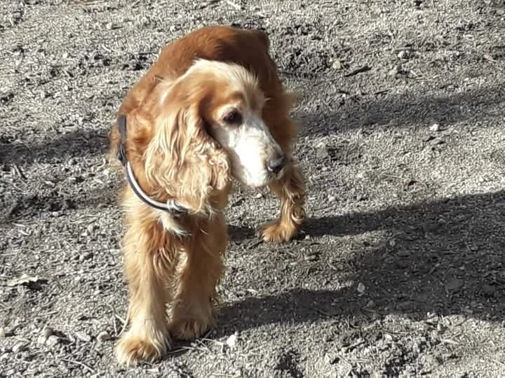Bruno,  senior Mixed Breed for adoption at Asociación El Hocico
