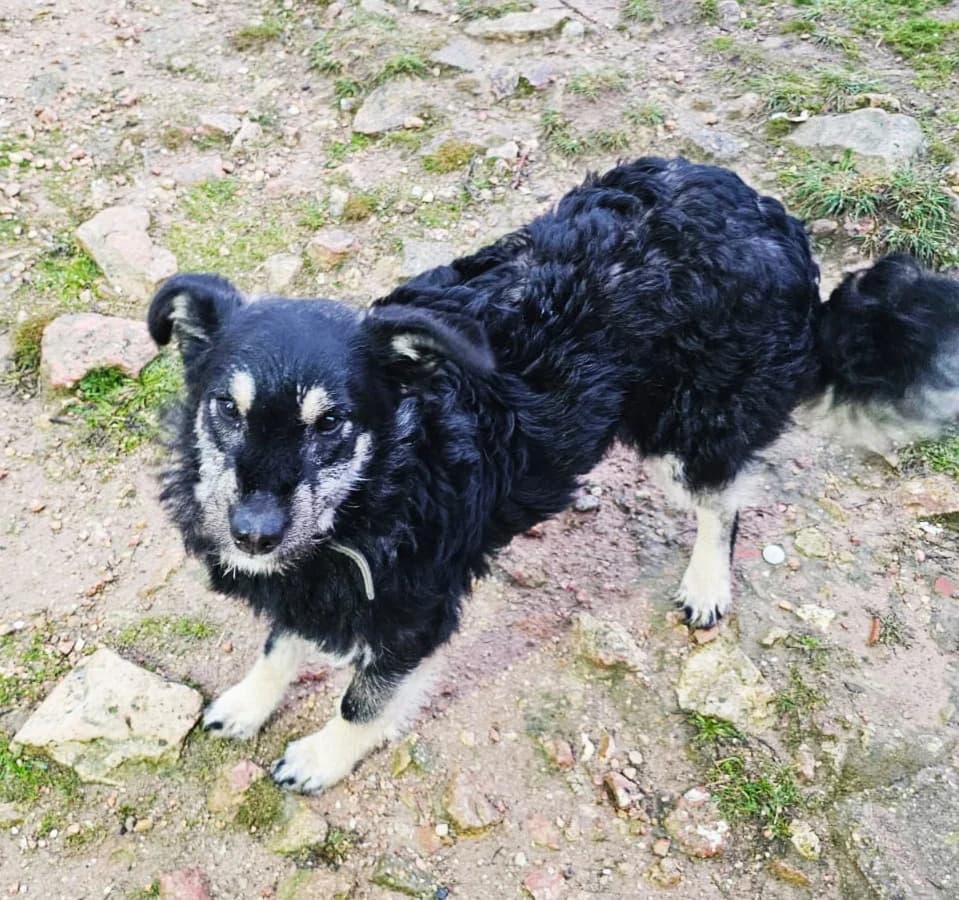 Pancho-reservado,  puppy Mixed Breed for adoption at Asociación El Hocico