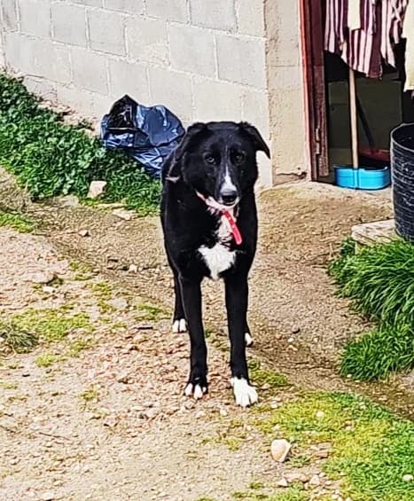 Olga,  puppy Mixed Breed for adoption at Asociación El Hocico