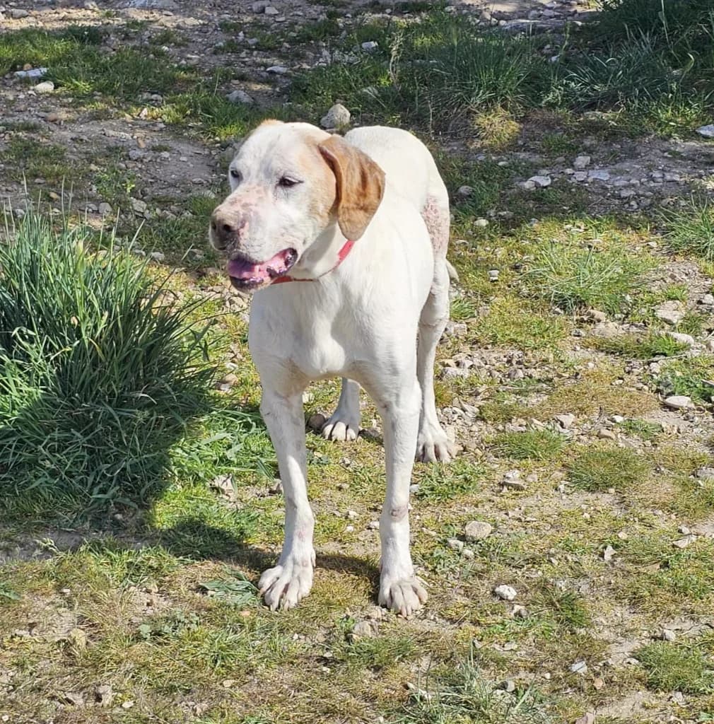 Rooky,  senior Labrador Retriever for adoption at Asociación El Hocico