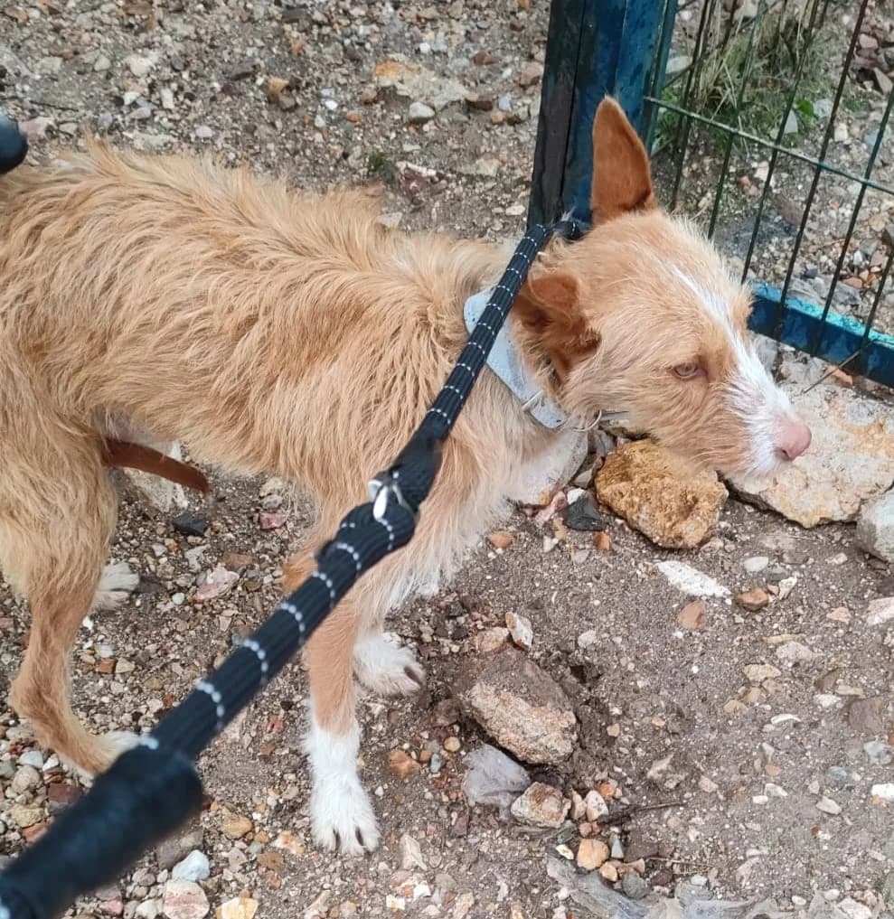 Nico-,  young Mixed Breed for adoption at Asociación El Hocico