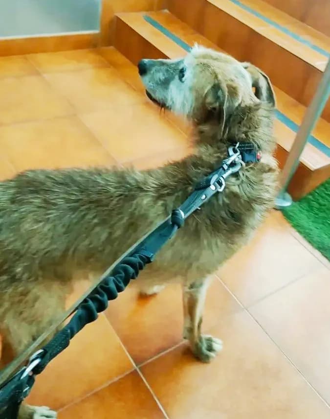 Mushu,  3yo Podenco for adoption at Asociación El Hocico