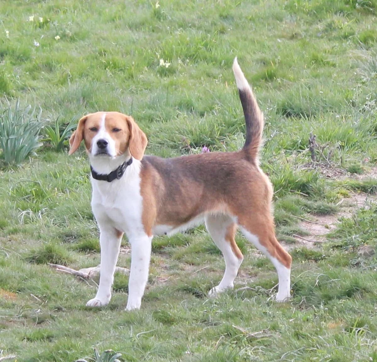 Zar Y Sasha, female young Mixed Breed for adoption at Asociación El Hocico
