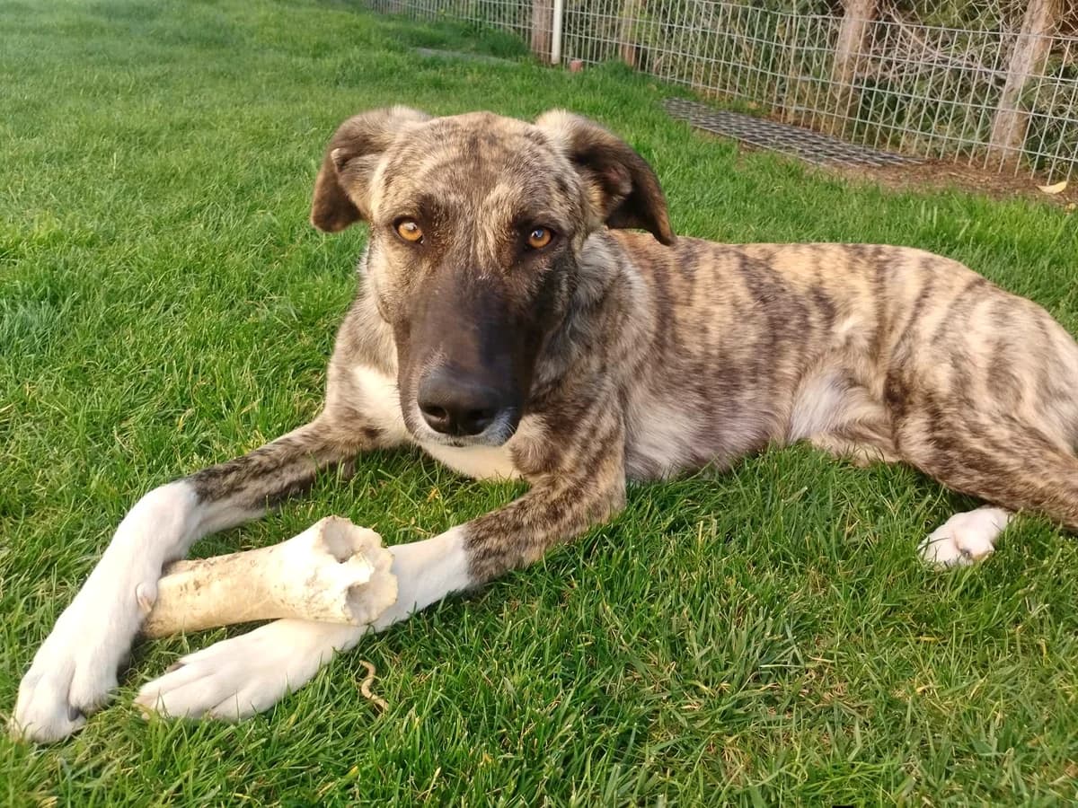 Sara,  young Mixed Breed for adoption at Asociación El Hocico