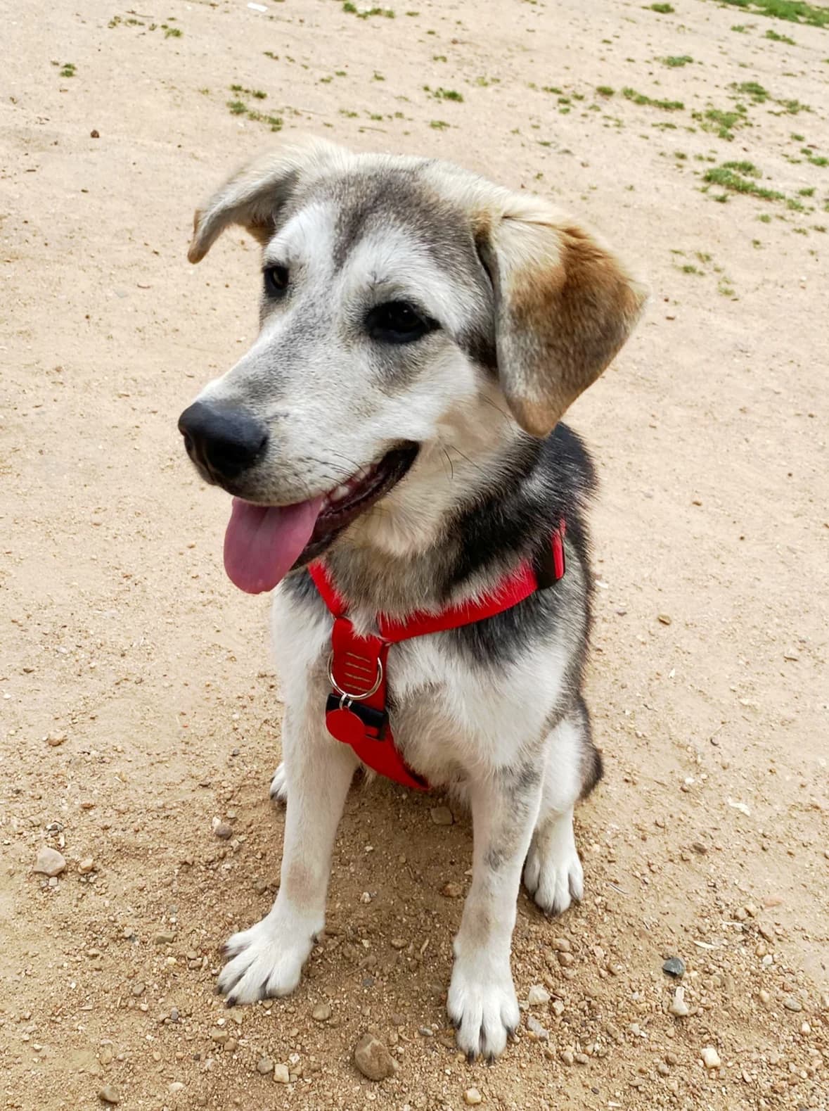Kayla,  puppy Labrador Retriever for adoption at Asociación El Hocico
