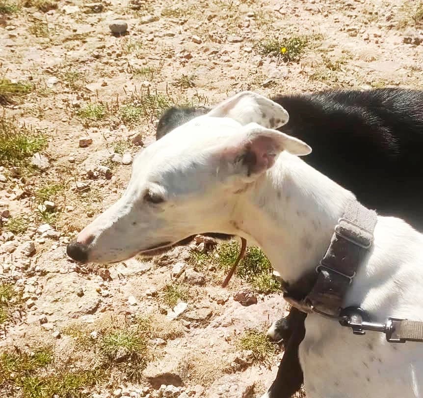 Sofia-preñada, Mixed Breed (Asociación El Hocico)
