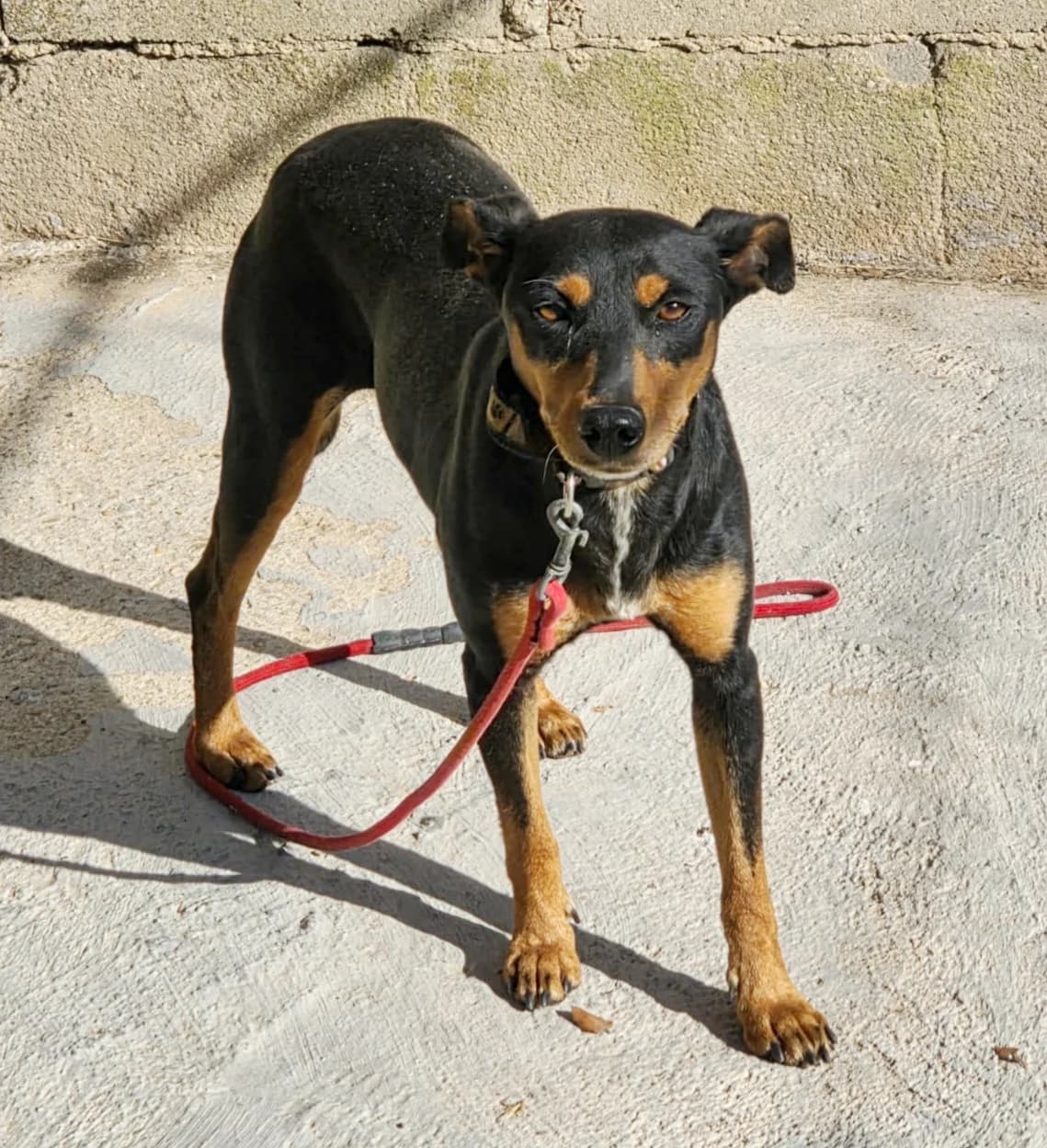 Belcha, female Mixed Breed for adoption at Asociación El Hocico
